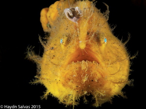 Was amazing to get to finally see one of these frog fish. by Haydn Salvas 